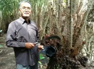 M Nur Samad, Sosok Pensiunan ASN Sukses Kembangkan Salak Pondoh di Sabang