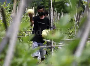 Jalan Buntu Petani Milenial di Aceh