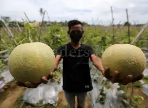 Foto Feature: Agrowisata Kebun Melon