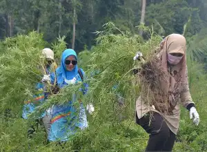 BNN Musnahkan 3,5 Hektar Ladang Ganja di Aceh Besar