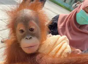 Polda Aceh Tangkap 4 Pelaku Perdagangan Orangutan