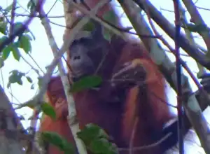 Dua Orangutan Masuk ke Kebun Warga di Bapanggang Raya