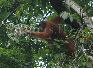 Foto Feature: Orangutan Terancam Punah