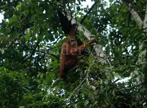 Menyusuri Jejak Orang Utan di Alam Ketambe