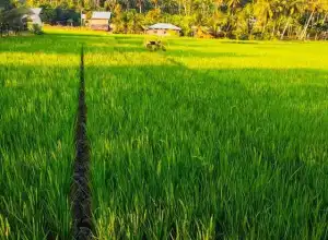 Aceh Utara Bantu Petani Bibit Unggul untuk Tingkatkan Produktivitas