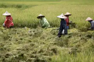 Aceh Barat Maksimalkan Penggunaan Traktor Tangan untuk Petani