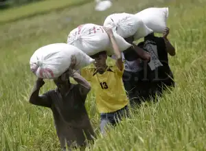 Akademisi: Aceh Harus Siapkan Petani Milenial