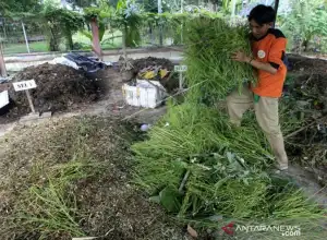 Kouta Berkurang, Petani Aceh Diminta Beralih Gunakan Pupuk Organik