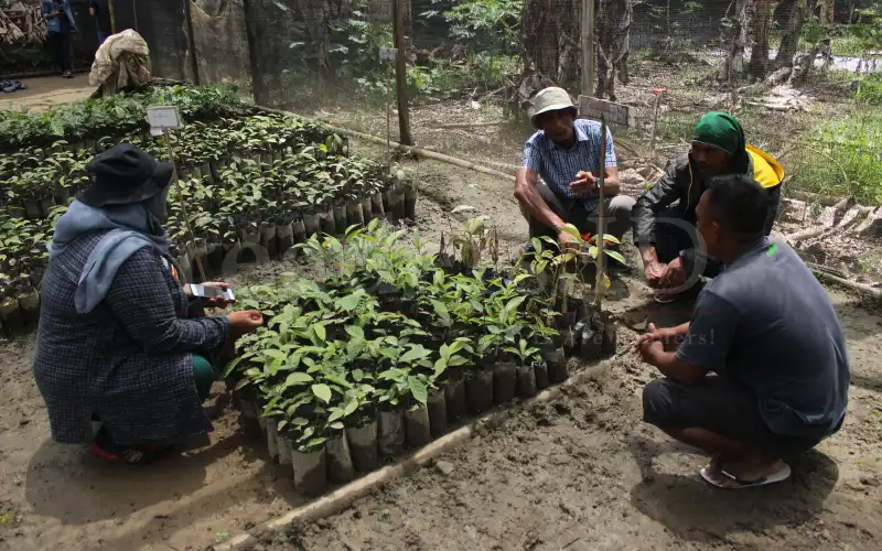 Foto Feature: Restorasi di Kawasan Taman Nasional Gunung Leuser