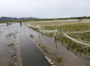 BMKG Ingatkan Warga Terhadap Cuaca Ekstrem Melanda Aceh