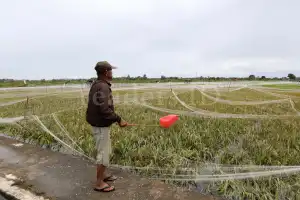 Aceh Targetkan Produksi 18 Ton Benih Padi Selama 2021
