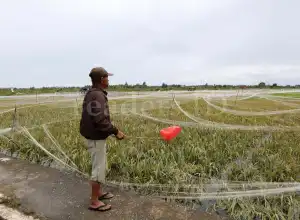 Aceh Tanam Padi Tiga Kali Setahun di Daerah Potensial