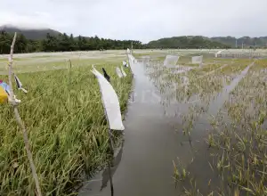 90 Hektar Lahan Pertanian Produktif di Palangka Raya Terdampak Banjir