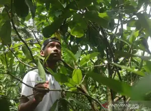 Kisah Pemuda Subulussalam Dulang Rupiah Dari Tabulampot
