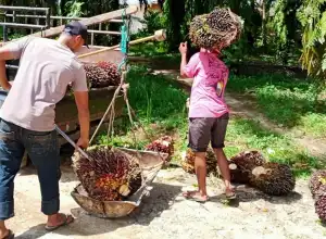 Buruh Sawit Desak Gubernur Aceh Naikkan UMP 2022