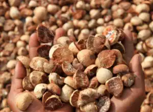 Harga Naik, Petani Mulai Kembangkan Pinang di Aceh Utara