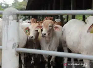 MPU Aceh Rumuskan Pelaksanaan Qurban Idul Adha 1442 H