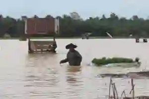 Dinas Pertanian Catat 6.265 Hektare Sawah Rusak Dampak Banjir