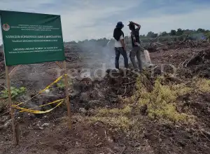 Perambahan Rawa Singkil, FJL: Ancaman Bagi Kelestarian Lingkungan