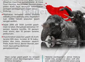 Infografis: Mengungkap Tabir Kematian Gajah di Aceh Jaya