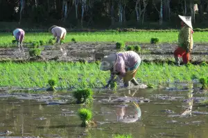 Pemkab Aceh Timur Ajak Milenial Jadi Petani