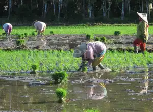 Tiga Jurus Pemerintah Ciptakan Pertanian yang Inklusif