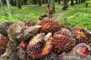 Apkasindo Aceh: Ada Perusahaan Beli Sawit Tidak Sesuai TBS