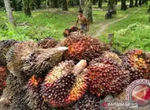 Pasca Lebaran Harga TBS Sawit di Abdya Naik Rp 1.540 Per Kilogram