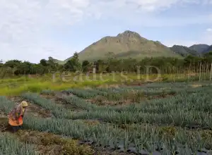 Foto Feature: Pertanian Tulang Punggung Ekonomi Masyarakat