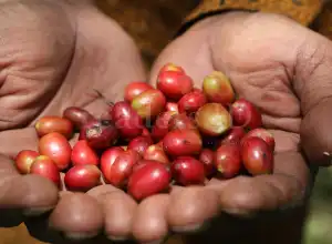 Foto Feature: Kopi Gayo Organik Tembus Pasar Internasional