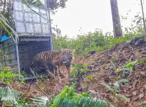 Danau Putra kembali Menghirup Udara Liar