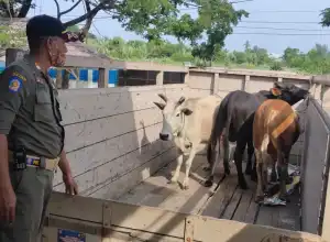Satpol PP Angkut Sapi yang Berkeliaran di Jalanan Banda Aceh