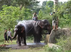 Warga Aceh Tengah Tewas Diinjak Gajah Liar