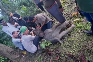 Dijaga Induknya Saat Tim Evakuasi Anak Gajah Terjebak di Lumpur