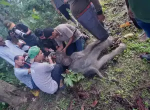 Dijaga Induknya Saat Tim Evakuasi Anak Gajah Terjebak di Lumpur