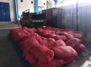 Bea Cukai Sita 103 Karung Bawang Merah Impor di Langsa