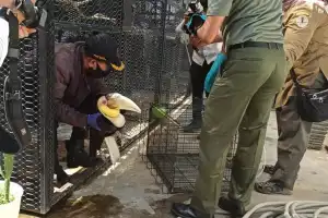 Menyingkap Jejak Satwa di Rumah Dinas Gubernur