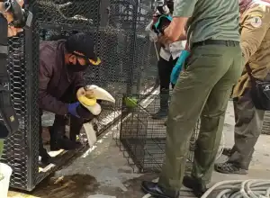 Akademisi USK: Gubernur Aceh Melanggar Hukum Menyimpan Burung di Rumdis