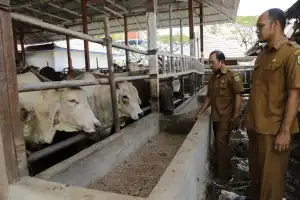 Persediaan Daging Meugang di Kota Banda Aceh Dipastikan Cukup