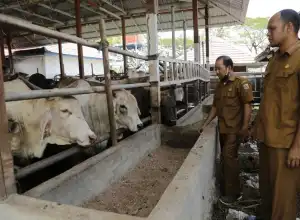 Persediaan Daging Meugang di Kota Banda Aceh Dipastikan Cukup