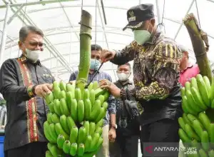 Bener Meriah Siap Ekspor Pisang Cavendish