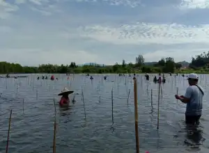 KKP Rehabilitasi 20 Hektare Lahan Mangrove di Aceh Jaya