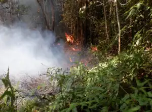 Masyarakat Eks Perambah Kangkangi Perjanjian Restorasi HL di Aceh Tamiang