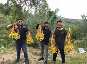 Global Wakaf ACT Aceh Panen Perdana Pohon Kurma di Aceh Besar