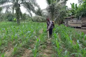 Aceh Jaya Targetkan Produksi Jagung Sebanyak 13 Ribu Ton