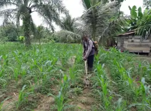 Aceh Jaya Targetkan Produksi Jagung Sebanyak 13 Ribu Ton