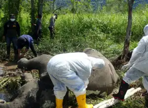 FJL: BKSDA Aceh Harus Terbuka Informasikan Kematian Satwa