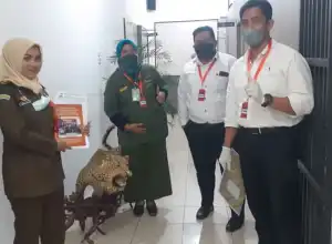 Kasus Hewan Dilindungi yang Diawetkan Telah Masuk Tahap II