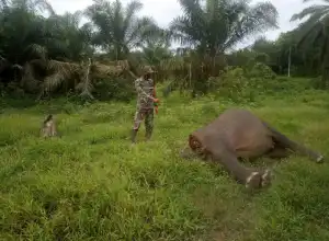 Seekor Gajah Liar Ditemukan Mati Tanpa Kepala di Aceh Timur