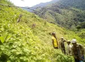 350 Hektar Lahan Nilam Siap Dikembangkan di Sawang